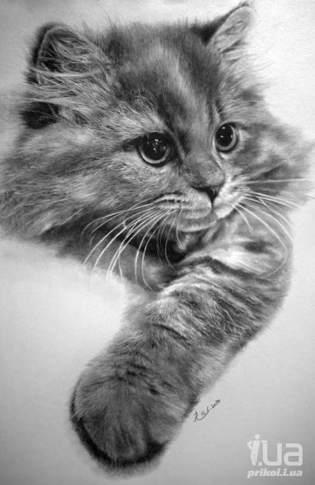 Кошки в карандашных рисунках Пола Лунга. - подборка