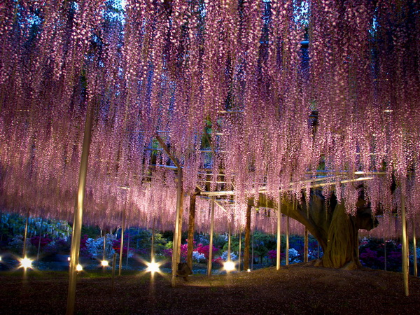 Цветение глицинии в парке цветов Асикага. Япония - парк, цветов