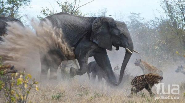 Слониха отбила у гиен своего малыша - животные