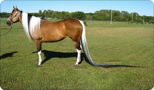 اسبی با دم زیبا و بسیار بلند