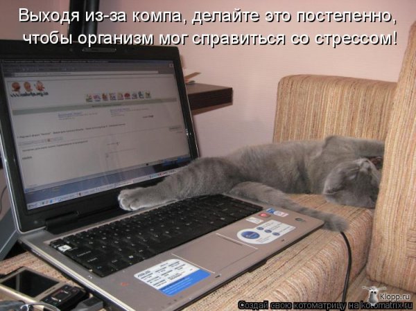 Котовасия )))) - животные, кошки