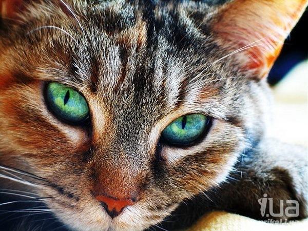 Кошачьи глаза O_O - животные, кот, коты