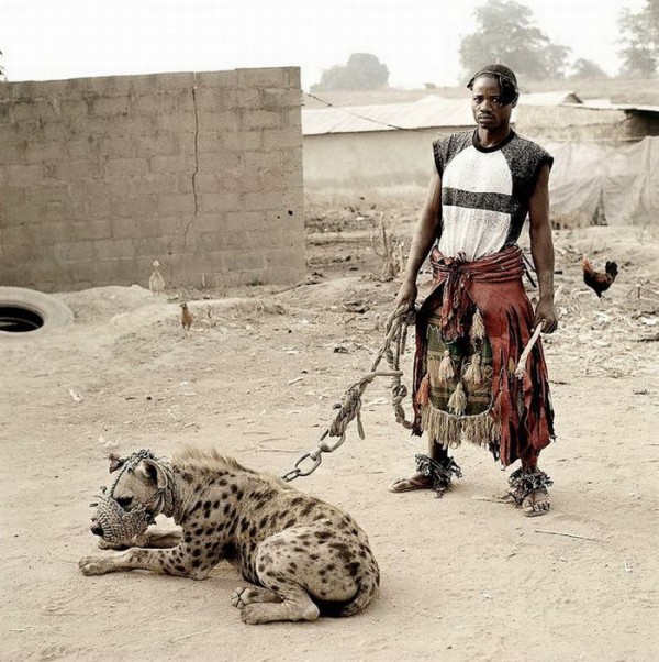 Домашние животные в Африке - африка, животные