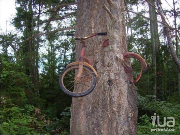 История велосипеда вросшего в дерево - история велосипеда вросшего в дерево