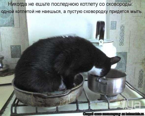 приколы с животными видео самые смешные 2015 приколы с животными видео самые смешные 2015
