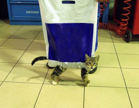 Поводок для кошек, коты