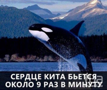 1035177 1500913