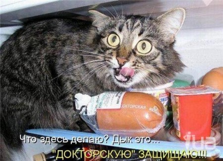  - кот, колбаса, холодильник