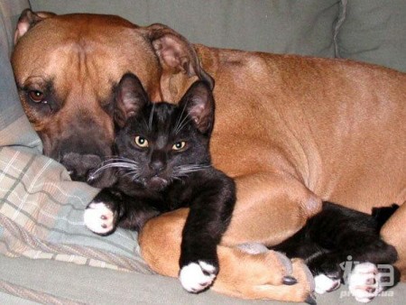 ������ ��� ��� ? - ��������