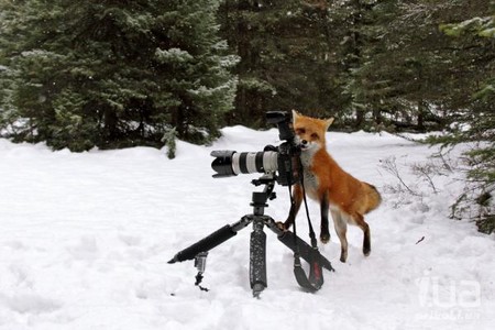 Лиса попыталась украсть фотокамеру - лиса, фотоаппарат Лиса попыталась украсть фотокамеру - лиса, фотоаппарат