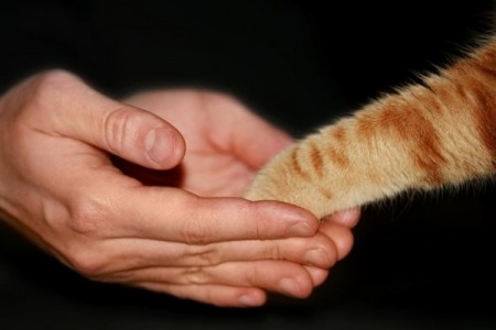 ���, ����, �� ������� ���� ���(�) - ��������, ����, ����