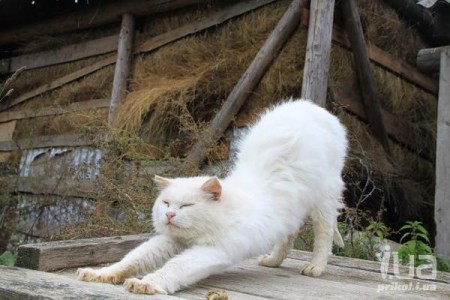 �������� ��� - ��������, ����