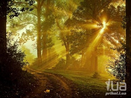 Кого краще зустріти в лісі: доброго вовка або жорстокого зайця? - животные, красота, лес, сказочные персонажи Кого краще зустріти в лісі: доброго вовка або жорстокого зайця? - животные, красота, лес, сказочные персонажи