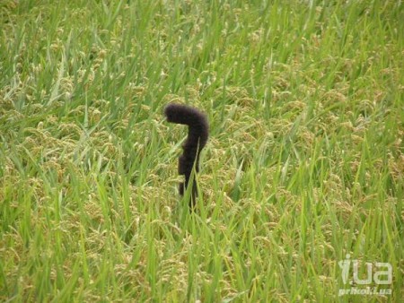 Кошкин хвост. - животные, кошка, хвост Кошкин хвост. - животные, кошка, хвост