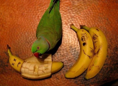 Патологоанатом - банан, попугаи