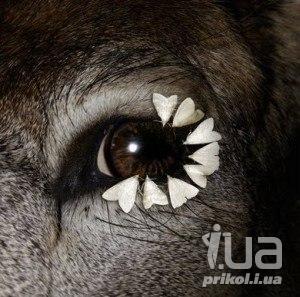 Картинка дня