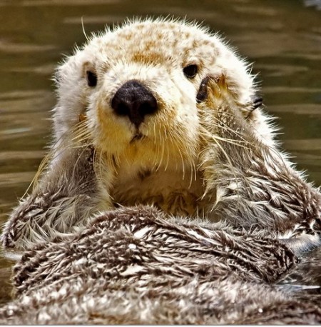 ���� ������� ��� - ��������, �����