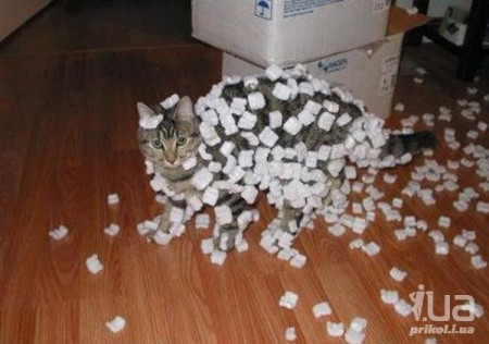 ����������������� ���� - ��������, ���������