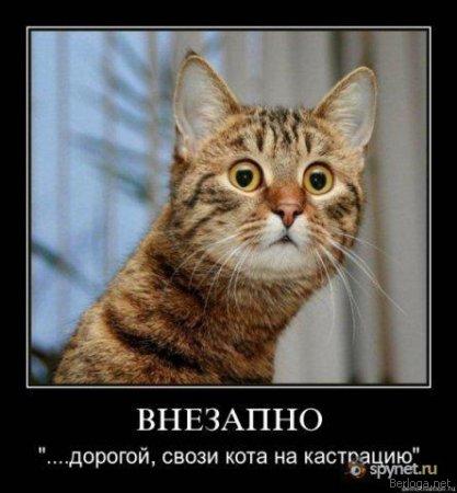 Размещенное изображение