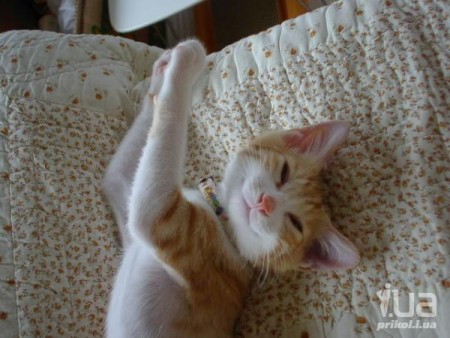 �������...�������... - ��������, ���