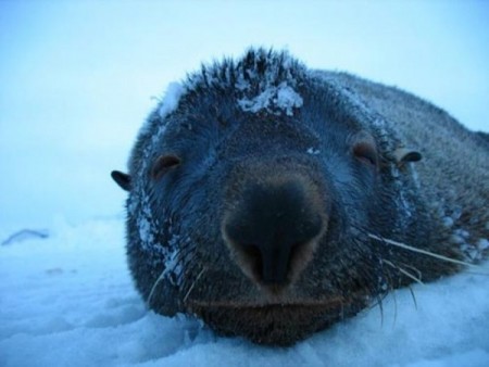 ������ - ����, ��������