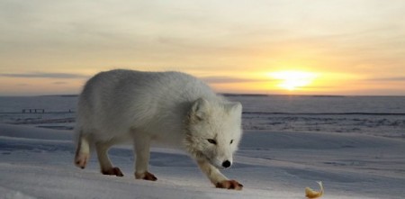 ����� ��������� ��������� - ��������, ����