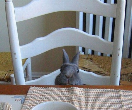 ���� ���������� - ���, ��������, ����