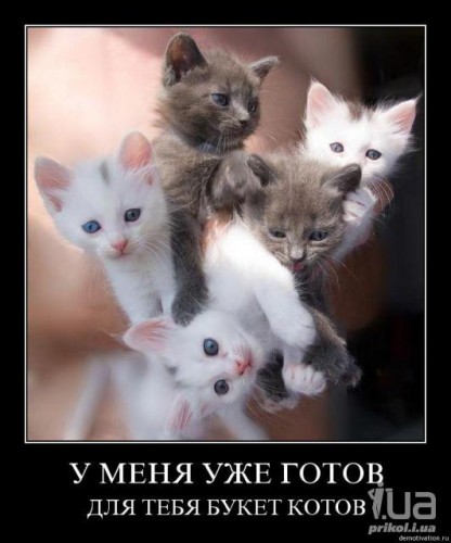 Букет котов) - букет, животные, коты, котята, кошки