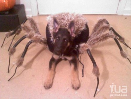 дааа.....ужжж..... - шок, юмор дааа.....ужжж..... - шок, юмор