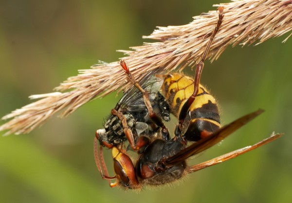 Шершень фото и описание размер насекомое