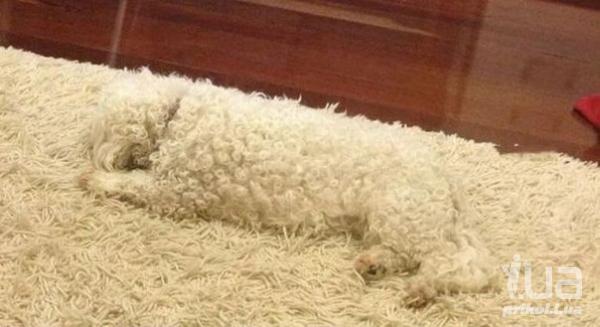 Мастера маскировки)