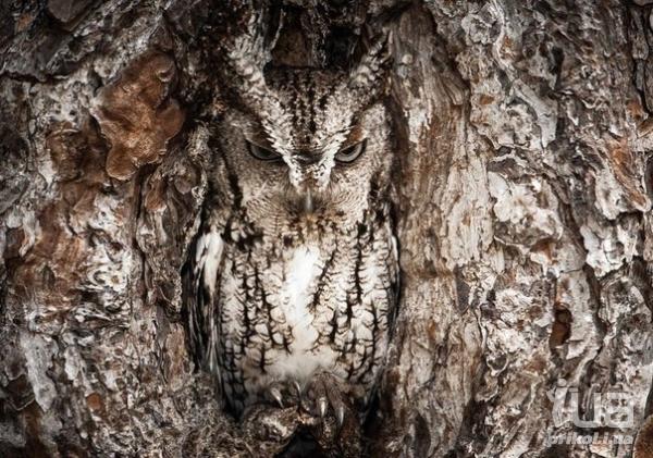 Мастера маскировки)