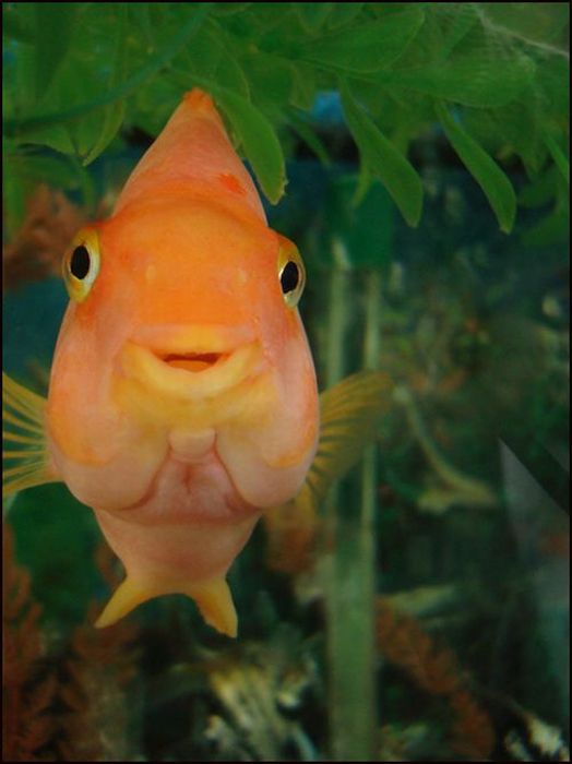Смешные Рыбки Фото