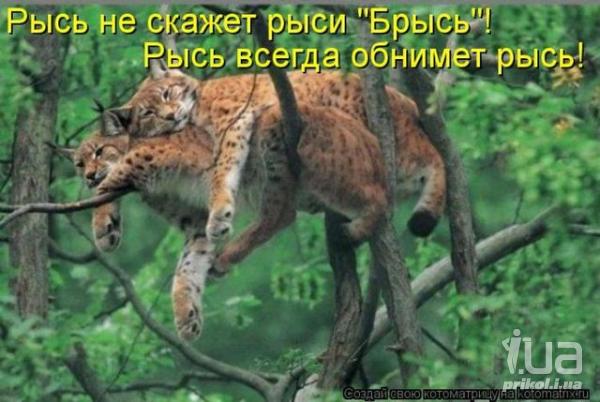 http://i1.i.ua/prikol/pic/6/6/775966_926529.jpg