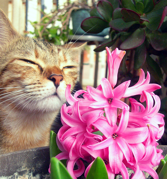 Весной пахнет - весна, цветы