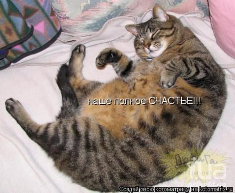 Фото Толстых Котов Смешные