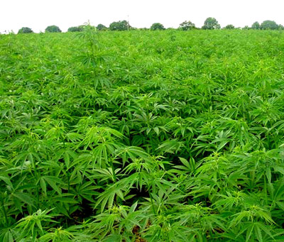 Приколы плантация марихуаны легализация марихуаны за или против