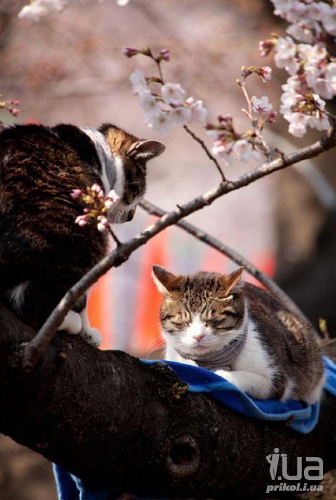 Кошки весна картинки