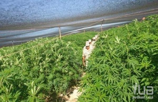 приколы плантация марихуаны